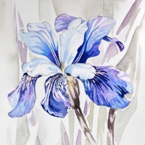 Aquarellbild einer abstrakten  Irisblüte in Blautönen
